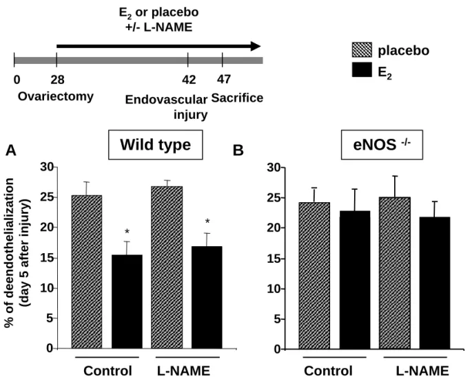 Figure 2. L-NAMEWild type A**Control eNOS  -/-placeboE2 L-NAMEBControl05101520253042280OvariectomyEndovascularinjurySacrificeE2or placebo +/- L-NAME47051015202530**