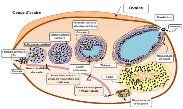 Figure 5 : les étapes de maturation du follicule ovarien. 