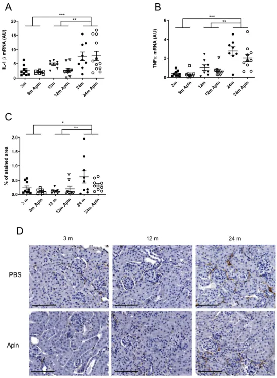 Figure 4.  Analysis of inflammation markers in kidneys of control and Apln-treated mice at different ages
