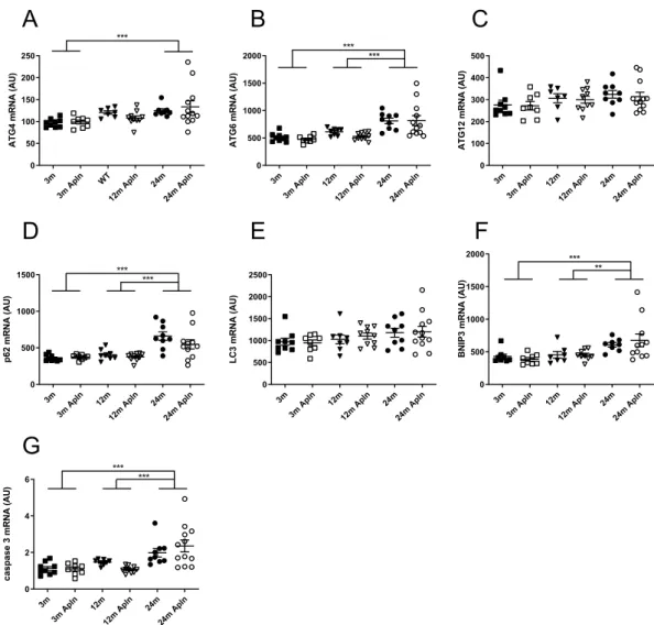 Figure 5.  Analysis of autophagia and apoptosis markers in kidneys of control and Apln-treated mice at different  ages