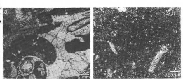 FIG.  9. Schematic diagram  of  section through hole drilled  in  sandstone,  showing dependence  of  drilling rate on  calcite content  of  sandstone