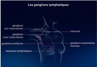 Figure 2 : Ganglions lymphatiques du sein (Institut National Du Cancer) 