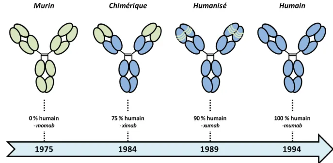 Figure 9 : Evolution des structures d’anticorps monoclonaux obtenues par ingénierie génétique