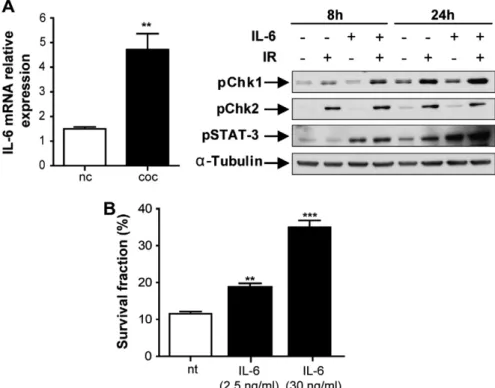 Fig. 4. Overexpression of IL-6 in co-cultivated tumor cells as a candidate to explain the occurrence of a radioresistant phenotype
