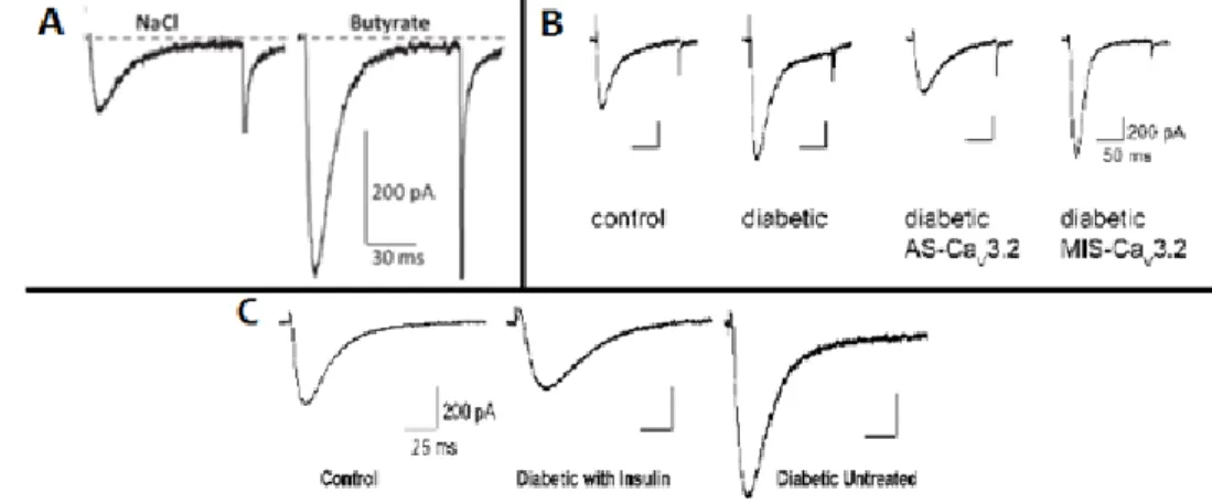 Figure  21 :  Modulation  des  courants  Cav3.2  en  conditions  pathologiques.  A)  Traces  de  courants  calciques  de  type  T  dans des DRGs de rats en culture en condition contrôle (NaCl) ou après injection de butyrate dans le côlon