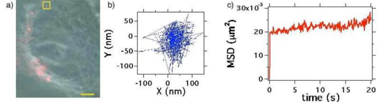 Figure 7a shows the video sequence of real-time motions of 41 nm PNDs in cell. It is clear that the motion is much more confined than in the glycerol-water solution