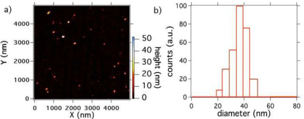 Figure 1: Size distribution of the PDNs (initial nanodiamond size &lt; 50 nm) redispersed in the aqueous solution: a) Atomic Force Microscope scan of PNDs deposited on a mica plate (apparatus: Nanoscope IIIa, Veeco Instruments Inc., USA )
