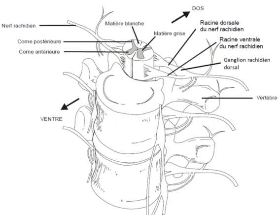 Figure 2. Innervation de la moelle épinière par les FAP et structuration des nerfs périphériques