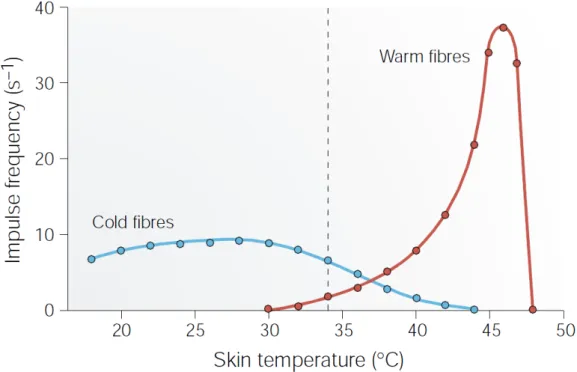 Figure 8. Fréquence moyenne de décharge des  thermorécepteurs au froid et au chaud en fonction de la  température