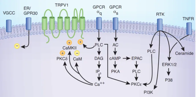 Figure 18. Signalisation impliquée dans la sensibilisation des nocicepteurs par l'inflammation - l'exemple du canal TRPV1