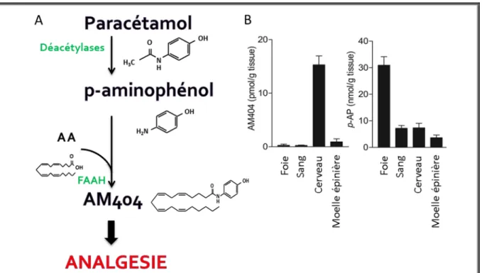 Figure  6.  Métabolisation  du  paracétamol  en  AM404.  (A)  Le  paracétamol  est  métabolisé  au  niveau  de  sa  fonction amine pour former le p-aminophénol, puis conjugué à l’acide arachidonique grâce à l’enzyme FAAH  pour  former  le  N-arachidonoyl  
