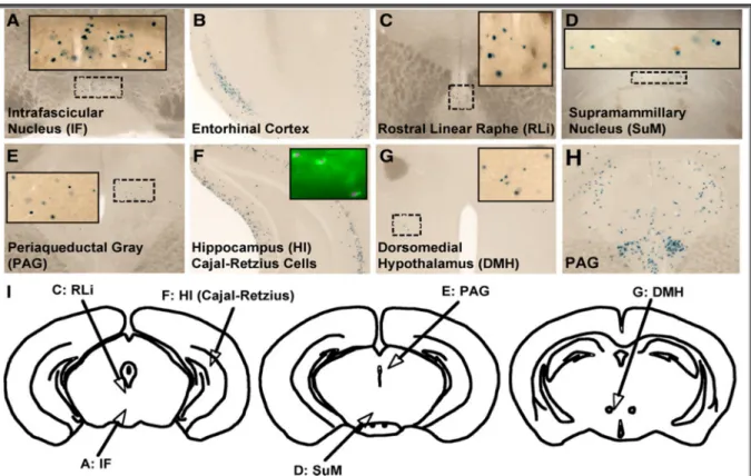 Figure  12.  Régions  cérébrales  exprimant  le  récepteur  TRPV1.  Utilisation  de  souris  C57Bl6J  Trpv1-LacZ  exprimant un gène rapporteur Lac-Z sous le promoteur TRPV1, pour évaluer l’expression du récepteur TRPV1  au niveau cérébral chez la souris (A