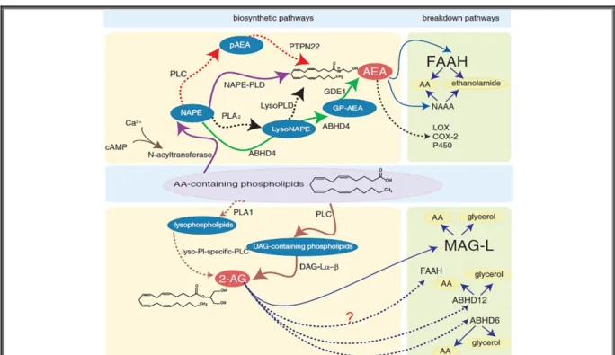 Figure 18. Principales voies de synthèse des endocannabinoïdes anandamide (AEA) et 2-AG