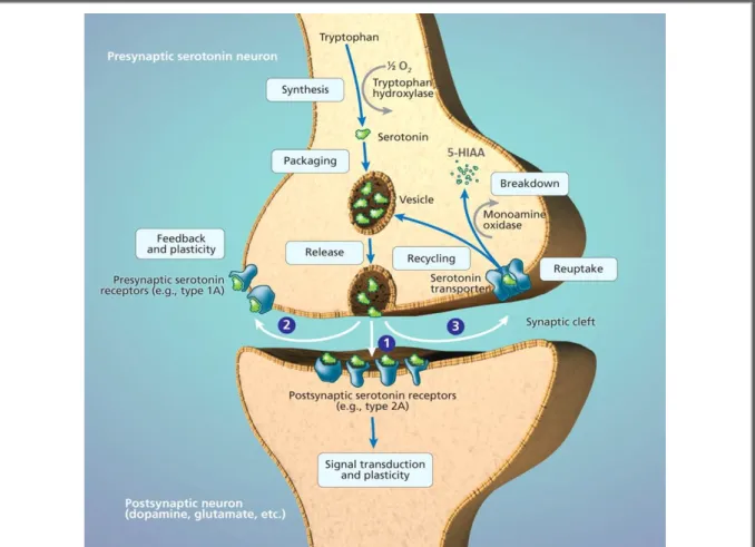 Figure 21. Schéma explicatif du métabolisme de la sérotonine. La sérotonine est biosynthétisée à partir du  tryptophane,  puis  stockée  dans  des  vésicules  jusqu’à  sa  libération  par  exocytose