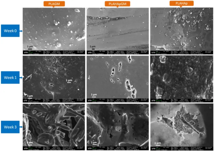 Figure 5. SEM pictures of PLAGM, PLAHApGM and PLAHAp composites revealing the  degraded morphology after 1st and 3rd weeks in PBS solution