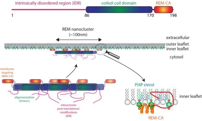 Figure 1: REM proteins and their targeting to plasma membrane nanodomains. 