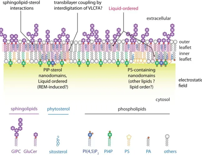 Figure 2: Schematic representation of the lipid distribution within a plant plasma  membrane