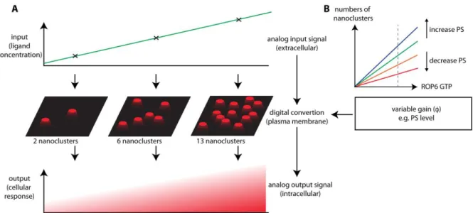 Figure 4: The plasma membrane may act as an analog-digital-analog converter  for high fidelity signal transduction