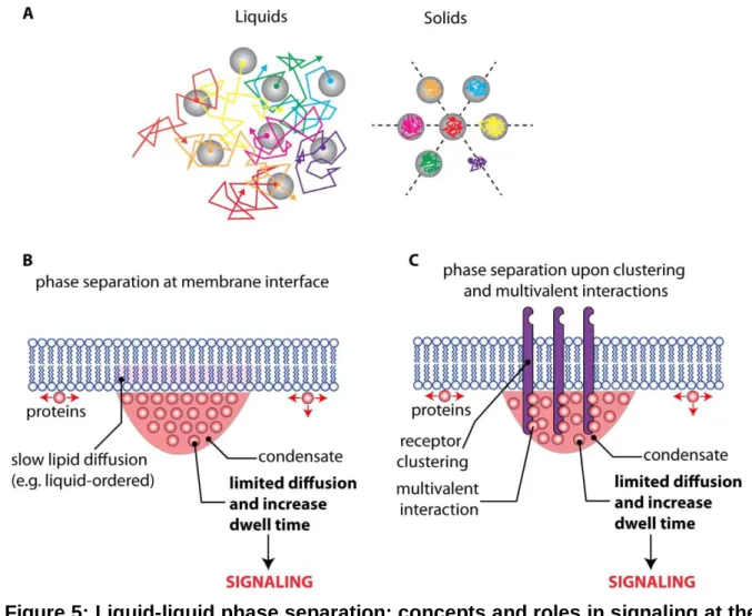 Figure 5: Liquid-liquid phase separation: concepts and roles in signaling at the  plasma  membrane/cytosol  interface