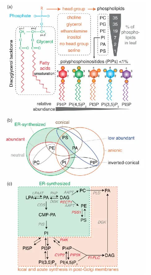 Figure 1: Phospholipids properties and biosynthetic pathways. (a) Schematic representation  of  phospholipid  general  structure,  with  the  relative  amount  of  each  phospholipid  species  depicted  as  measured  in  Arabidopsis  leaf  (data  compiled 