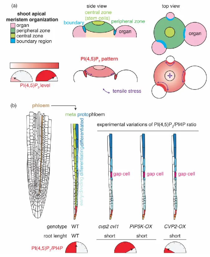 Figure  2:  PI(4,5)P 2   patterning  in  meristematic  tissues  and  impact  of  imbalanced  PI(4,5)P 2 /PI4P  ratio  on  protophloem  differentiation