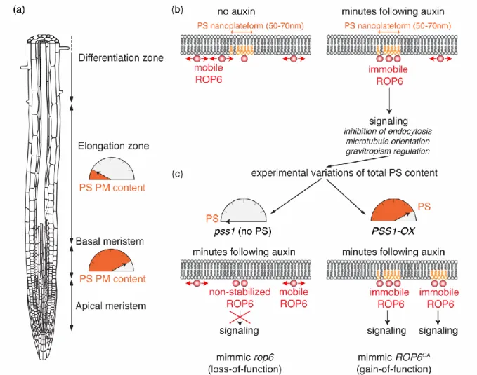 Figure 3: Impact of PS variations on ROP6-mediated auxin signaling. (a) Variation of PS  content at the plasma membrane during root differentiation