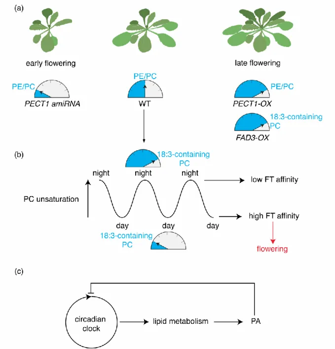 Figure  4:  Impact  of  PC  variations  on  flowering  time  and  of  PA  on  circadian  clock
