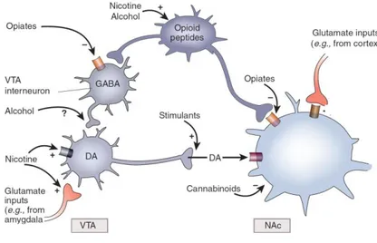 Figure 2 : schéma simplifié de l’action des opioïdes sur le système de récompense, d’après  Nestler et al, 2005 (22)