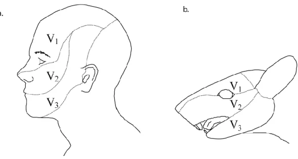 Figure 1 : Territoires cutanés innervés par le nerf trijumeau. Schémas illustrant  (a) chez l’homme et (b) chez le rat les territoires cutanés innervés par les trois  branches  sensitives  du  nerf  trijumeau  (V1,  ophtalmique,  V2,  maxillaire  et  V3,  