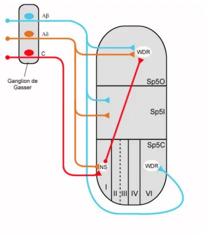 Figure 3 : Communication intratrigéminale : organisation du sous-noyau spinal. 