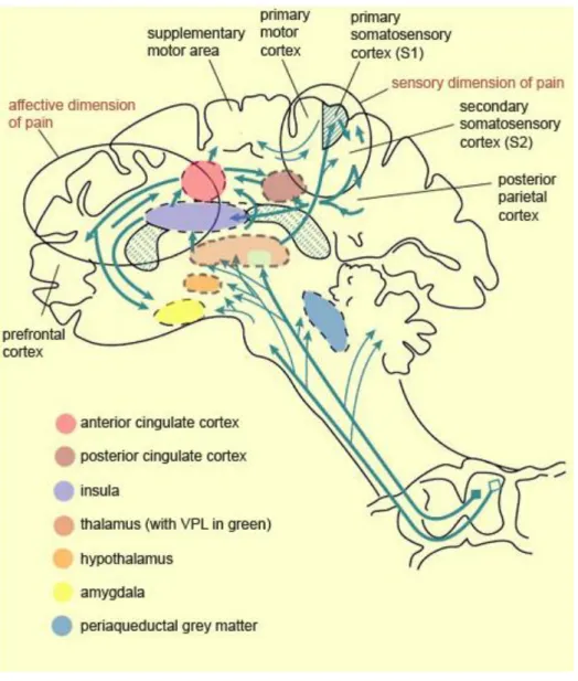 Figure 6 : Schéma des voies ascendants et des structures subcorticales et corticale (cérébrales)  impliquée  dans  le  traitement  de  l’information  douloureuse    PAG,  periaqueductal  gray;  PB,  parabrachial  nucleus  of  the  dorsolateral  pons;  VMpo