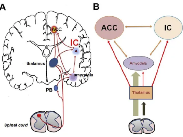 Figure  7 : A,  Modélisation  du  rôle  du  cortex  insulaire  dans  le  traitement  de  l’information  douloureuse et la douleur chronique