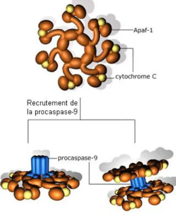 Figure  5:  Formation  de  l’apoptosome.  Phil  Dash,  Basic  Medical  Sciences,  St.George’s, University of London