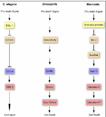 Figure 7: L’apoptose, un mécanisme très conservé chez C. Elegans, la drosophile et les  Mammifères (Tiré de Yi et Yuan, 2009)