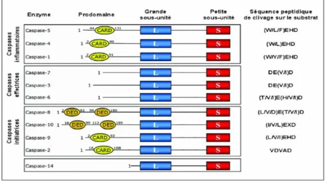 Figure 9: Classification des caspases (Tiré de unilim.fr). 