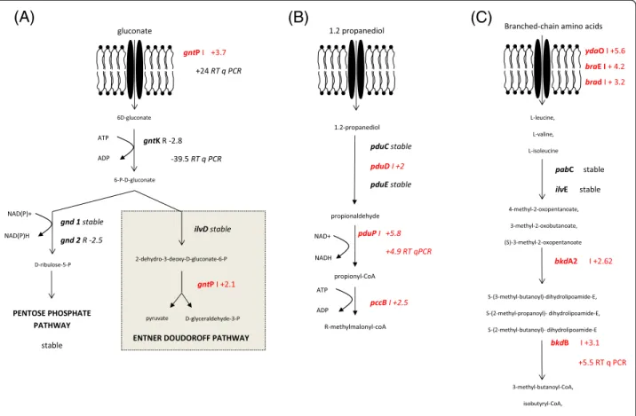 Figure 2 Induction of gluconate, propanediol and branched-chain amino acid degradation pathway in the colonic environment compared to spent medium