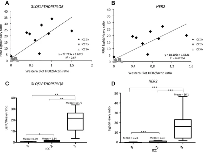 Figure 2: Correlation between Light/Heavy ratio obtained using PRM and Western Blot and the gold standard ICC  for HER2