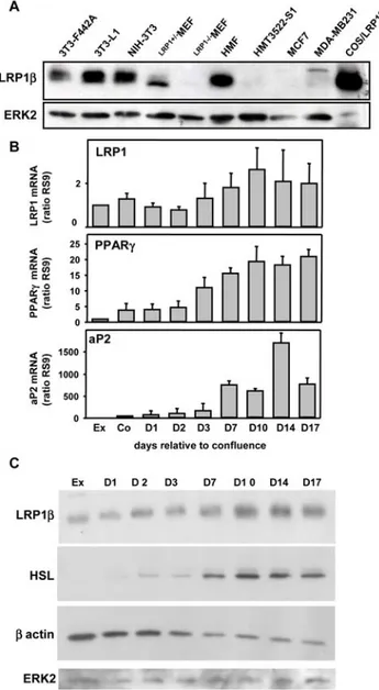 Figure 1. Expression of LRP1 in mouse adipocytes during adipogenesis. (A) LRP1b protein expression