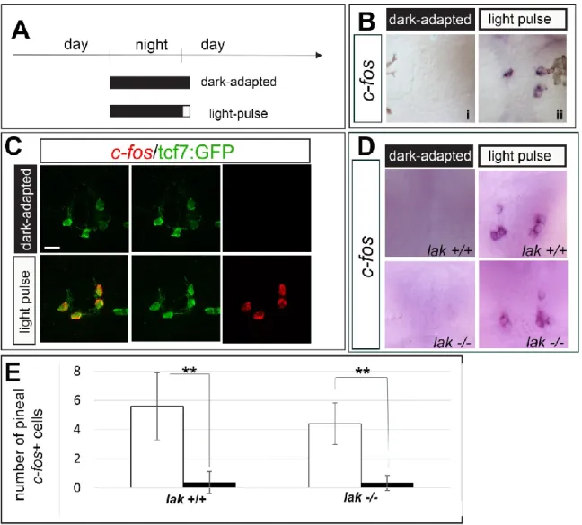 Figure 3:  Identification of a population of opn4xa- PNs functioning in a LIGHT  OFF mode: 