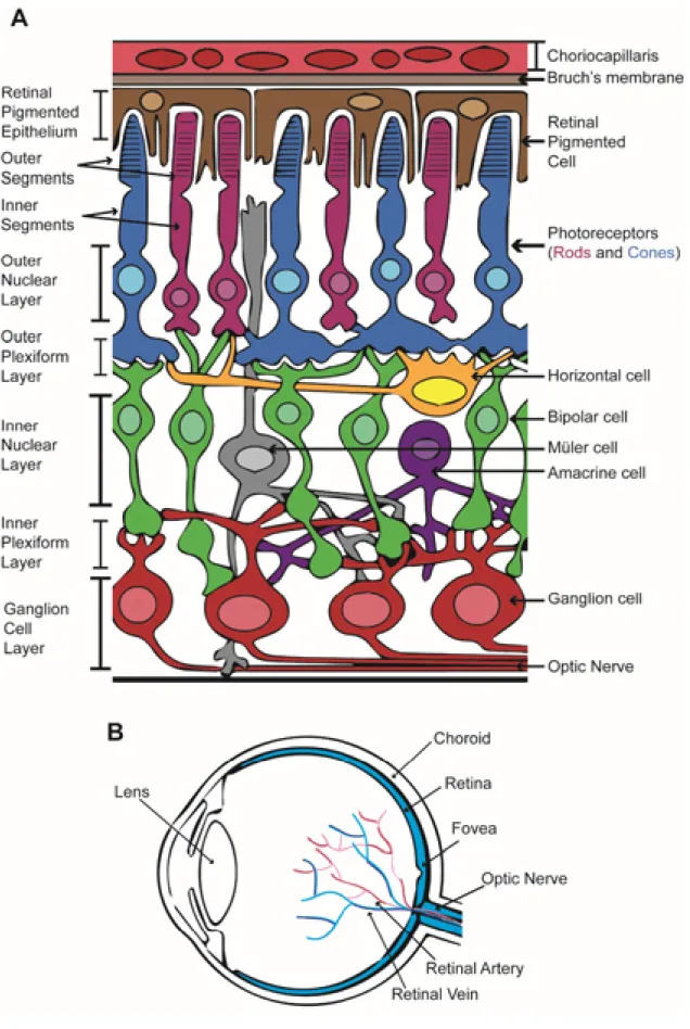 Figure 2 .Eye and retina diagram.  