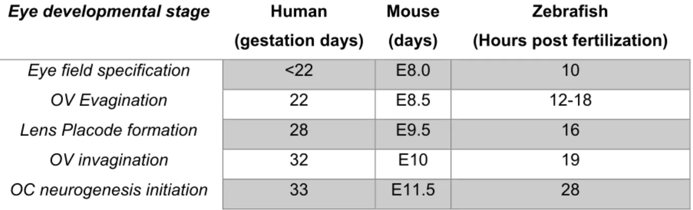 Table 5  Comparison of key developmental stages in vertebrate eye development. (adapted from  (Zagozewski et al., 2014))