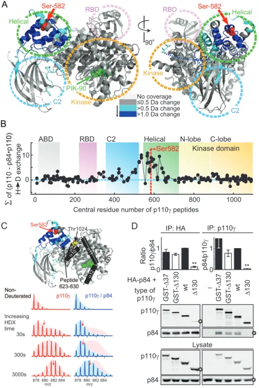 Figure 7. p84 Interacts with the helical domain of p110c. (A) Changes in deuteration levels between free and p84-bound PI3Kc are mapped onto the crystal structure of PI3Kc (PDB ID: 2CHX)