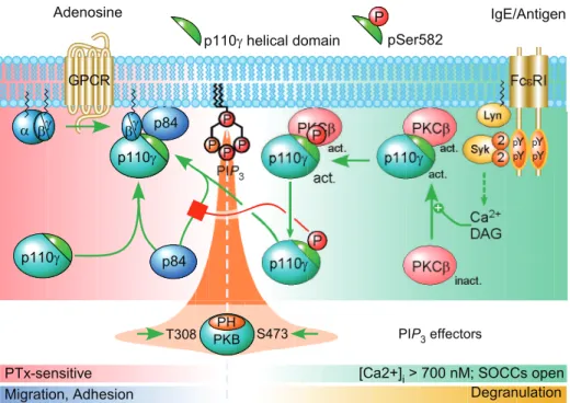 Figure 8. Phosphorylation of Ser582—loss of GPCR coupling of p110c. In a resting mast cell, the PI3Kc complex is responsive to GPCR- GPCR-mediated dissociation of trimeric G proteins