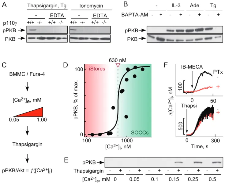 Figure 2. Thapsigargin-triggered PI3Kc activation requires influx of extracellular Ca 2+ 