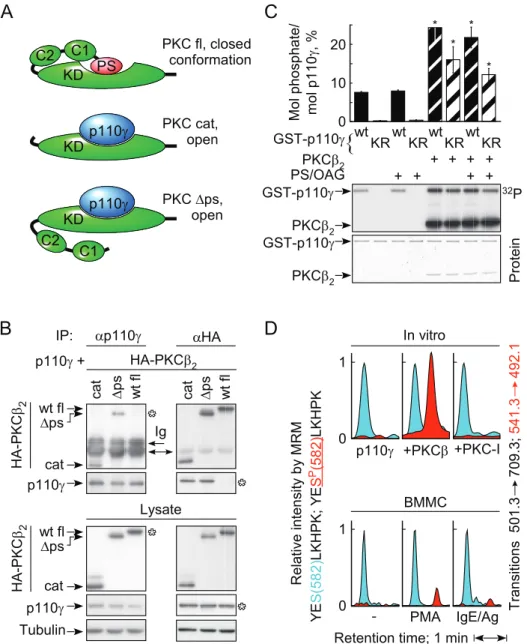 Figure 4. PKCb interacts with and phosphorylates the catalytic subunit of PI3Kc. (A) Schematic representation of the PKCb-p110c interaction: full-length (fl) PKCb is in a closed conformation due to the interaction of the pseudo-substrate domain with the ca