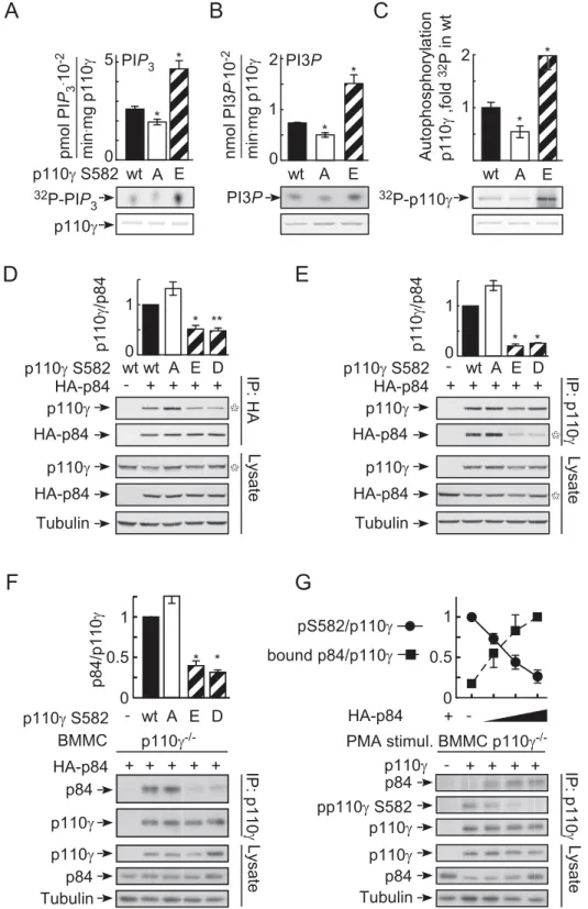 Figure 6. Ser582 phosphorylation increases p110c activity and displaces p84. (A–C) Lipid and protein kinase activities of recombinant p110c wild type (wt) and phosphorylation site mutants (Ser582Ala, [A]; Ser582Glu, [E])