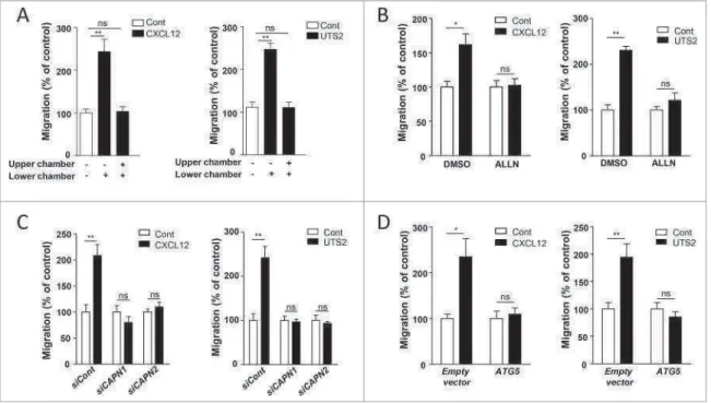 Figure 6. Inhibition of autophagy is required for CXCR4- or UTS2R-induced chemotaxis. (A) HEK-293 cells expressing CXCR4 (left panel) or UTS2R (right panel) were loaded in the upper chamber of transwells in DMEM without serum, containing or not the respect