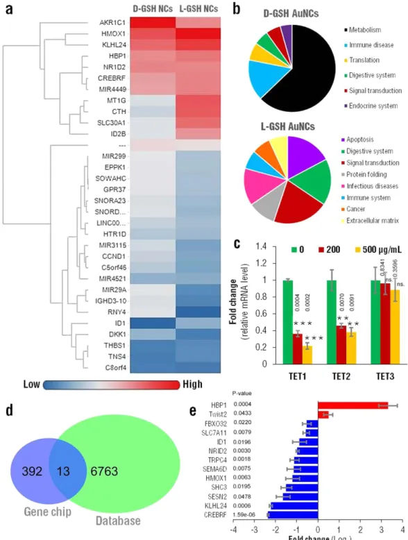 Figure 4.  Glutathione-based chiral gold nanoclusters regulate gene expression associated with 5hmC and  TET
