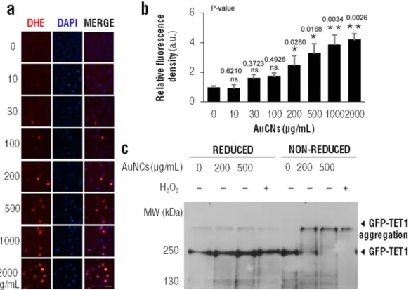 Figure 5.  AuNCs@L-GSH cause TET1 protein aggregation. (a)MGC-803 cells were treated with indicated  concentrations of AuNCs@L-GSH for 24 h