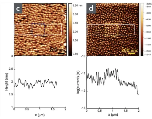 Figure  3.  (a)  Topographic  AFM  (in  air)  image  and  (b)  current  (C-AFM  in  air)  image (log scale) at 0.1 V and loading force 30 nN of the LSMO substrates for  two  successively  scanned  zones  with  increasing  dimensions  (1st  scan  0.5  x  0.